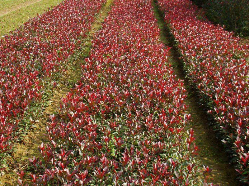 新栽花卉苗木的養護注意事項-青州草花基地教您管理方法
